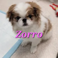 Zorro, a male Japanese Chin for sale in Saint Paul, MN – Photo 1 of 5