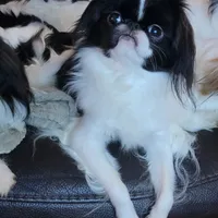 Zorro, a male Japanese Chin for sale in Saint Paul, MN – Photo 3 of 5