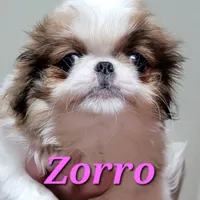 Zorro, a male Japanese Chin for sale in Saint Paul, MN – Photo 4 of 5