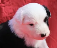 Pringles, a female Australian Shepherd for sale in Laurel, MS – 1 of 8