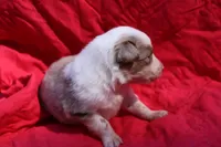 Frito (Reserved), a male Australian Shepherd for sale in Laurel, MS – 2 of 5