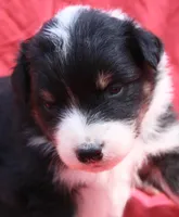 Cheeto, a female Australian Shepherd for sale in Laurel, MS – 3 of 10