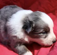 Zapps, a male Australian Shepherd for sale in Laurel, MS – 7 of 10