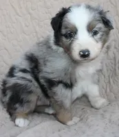 Tostito, a female Australian Shepherd for sale in Laurel, MS – 2 of 4