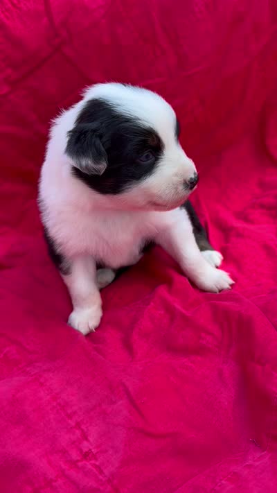 Taki, a female Australian Shepherd for sale in Laurel, MS – 8 of 8