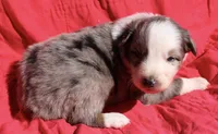 Zapps, a male Australian Shepherd for sale in Laurel, MS – 8 of 10