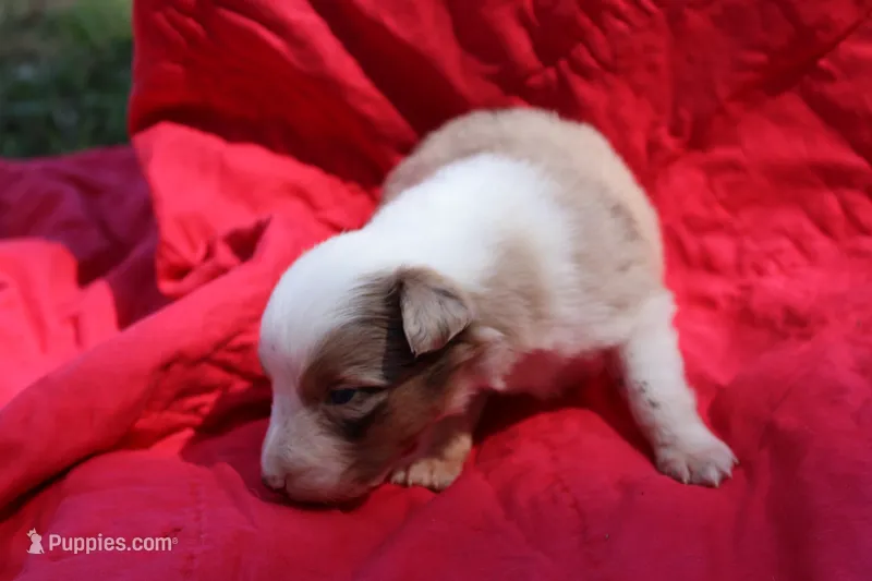 Frito (Reserved) – Australian Shepherd puppy for sale in Laurel, MS