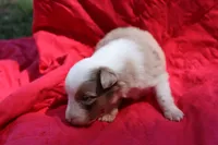 Frito (Reserved), a male Australian Shepherd for sale in Laurel, MS – 1 of 5