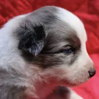 Zapps, a male Australian Shepherd for sale in Laurel, MS – 3 of 10