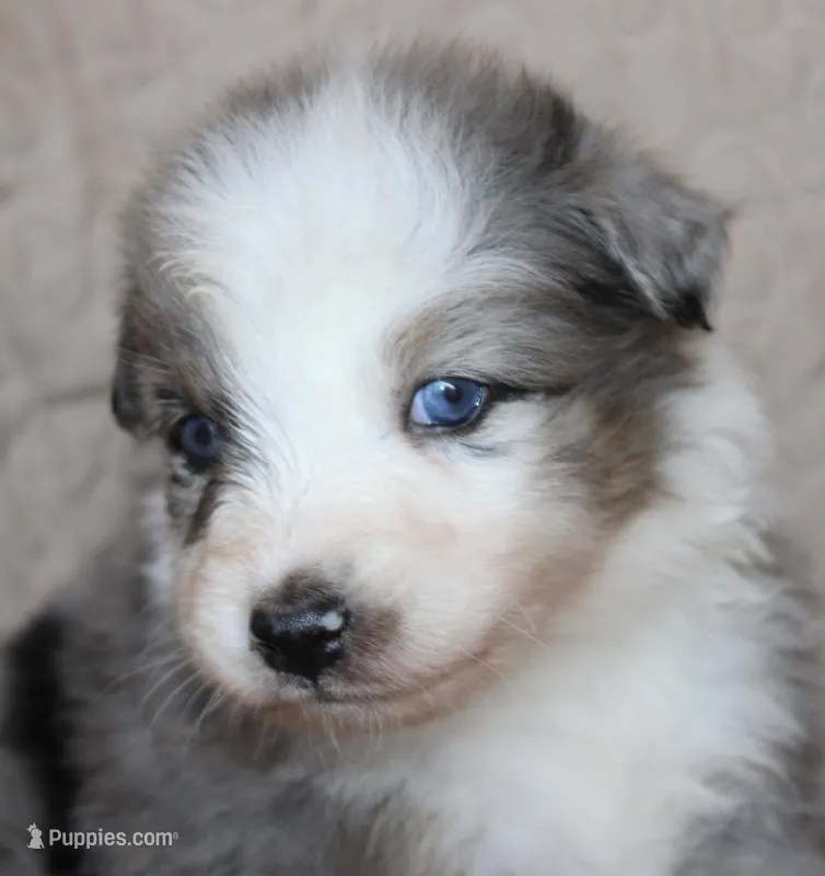 Zapps – Australian Shepherd puppy for sale in Laurel, MS