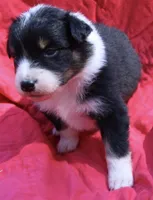 Cheeto, a female Australian Shepherd for sale in Laurel, MS – 8 of 10