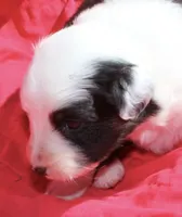 Pringles, a female Australian Shepherd for sale in Laurel, MS – 2 of 8