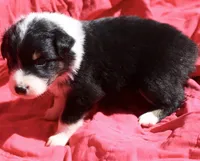 Cheeto, a female Australian Shepherd for sale in Laurel, MS – 9 of 10