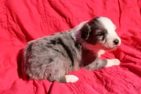 Zapps, a male Australian Shepherd for sale in Laurel, MS – 4 of 10