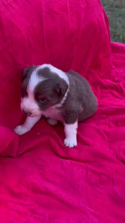 Ruffles, a male Australian Shepherd for sale in Laurel, MS – 8 of 8