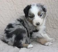 Tostito, a female Australian Shepherd for sale in Laurel, MS – 4 of 4