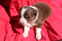 Ruffles, a male Australian Shepherd for sale in Laurel, MS – 7 of 8