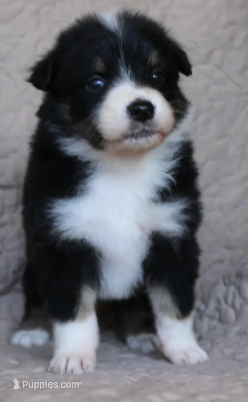 Cheeto – Australian Shepherd puppy for sale in Laurel, MS