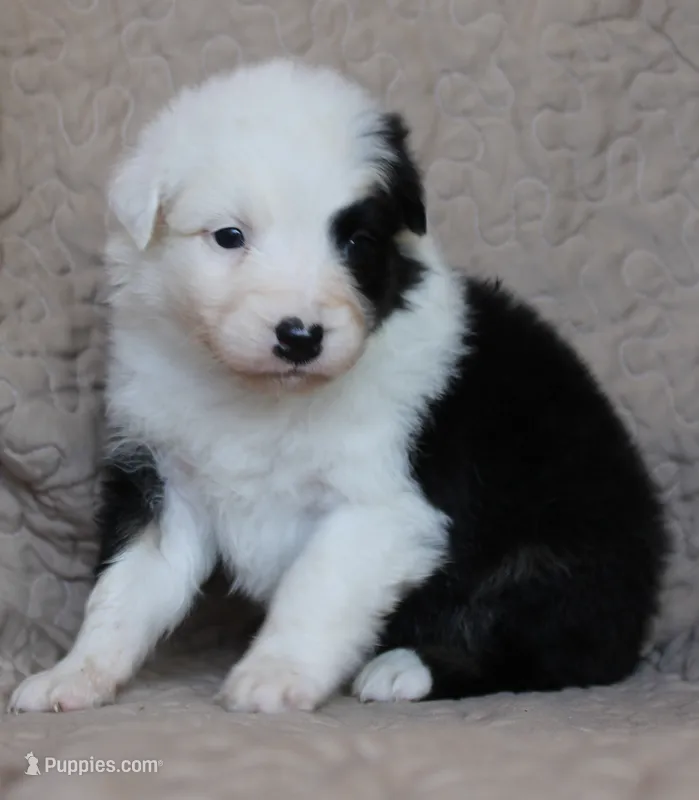 Pringles – Australian Shepherd puppy for sale in Laurel, MS