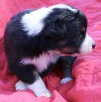 Cheeto, a female Australian Shepherd for sale in Laurel, MS – 6 of 10