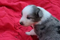 Zapps, a male Australian Shepherd for sale in Laurel, MS – 6 of 10