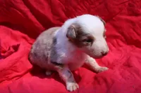 Frito (Reserved), a male Australian Shepherd for sale in Laurel, MS – 4 of 5