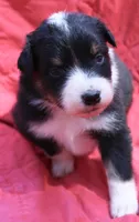 Cheeto, a female Australian Shepherd for sale in Laurel, MS – 7 of 10