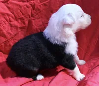 Pringles, a female Australian Shepherd for sale in Laurel, MS – 3 of 8