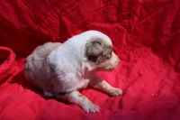 Frito (Reserved), a male Australian Shepherd for sale in Laurel, MS – 5 of 5