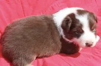 Ruffles, a male Australian Shepherd for sale in Laurel, MS – 2 of 8