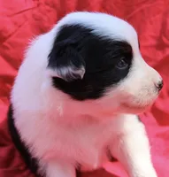 Taki, a female Australian Shepherd for sale in Laurel, MS – 3 of 8
