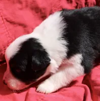 Taki, a female Australian Shepherd for sale in Laurel, MS – 2 of 8