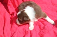 Ruffles, a male Australian Shepherd for sale in Laurel, MS – 6 of 8