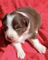 Ruffles, a male Australian Shepherd for sale in Laurel, MS – 4 of 8