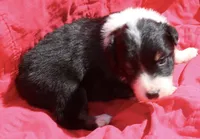 Cheeto, a female Australian Shepherd for sale in Laurel, MS – 5 of 10