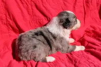Zapps, a male Australian Shepherd for sale in Laurel, MS – 5 of 10