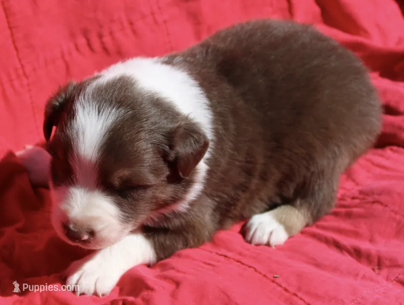 Ruffles – Australian Shepherd puppy for sale in Laurel, MS