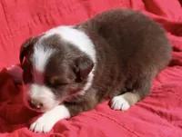 Ruffles, a male Australian Shepherd for sale in Laurel, MS – 1 of 8