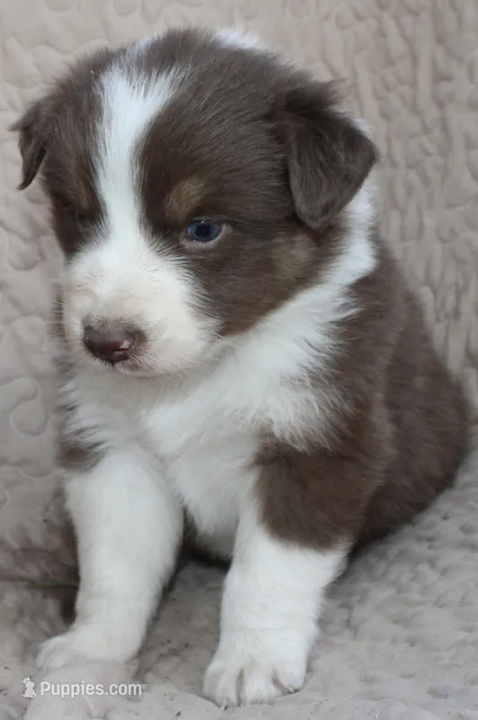 Ruffles – Australian Shepherd puppy for sale in Laurel, MS