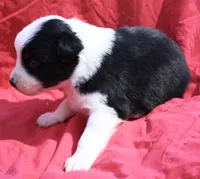 Taki, a female Australian Shepherd for sale in Laurel, MS – 5 of 8
