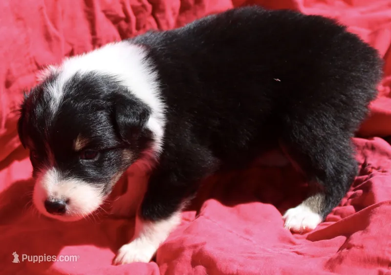 Cheeto – Australian Shepherd puppy for sale in Laurel, MS