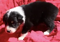 Cheeto, a female Australian Shepherd for sale in Laurel, MS – 1 of 10