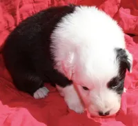 Pringles, a female Australian Shepherd for sale in Laurel, MS – 6 of 8