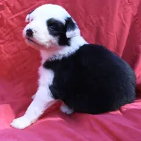 Muncho, a female Australian Shepherd for sale in Laurel, MS – 4 of 7