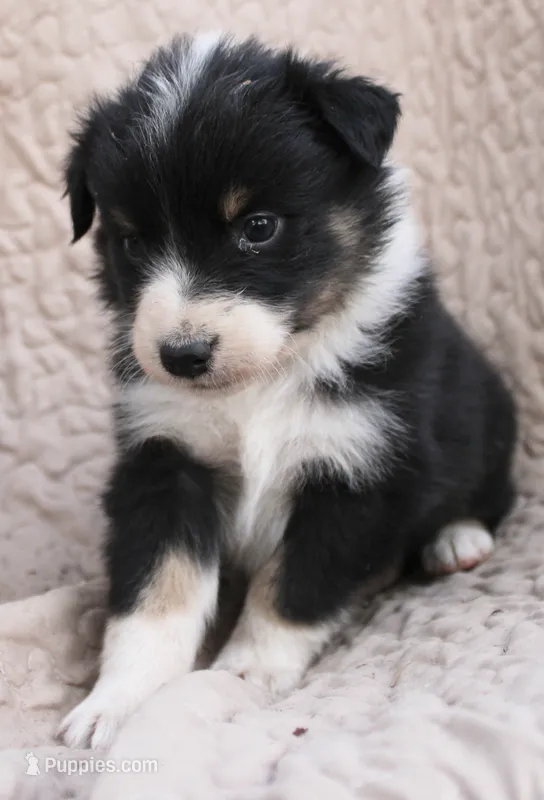 Cheeto – Australian Shepherd puppy for sale in Laurel, MS