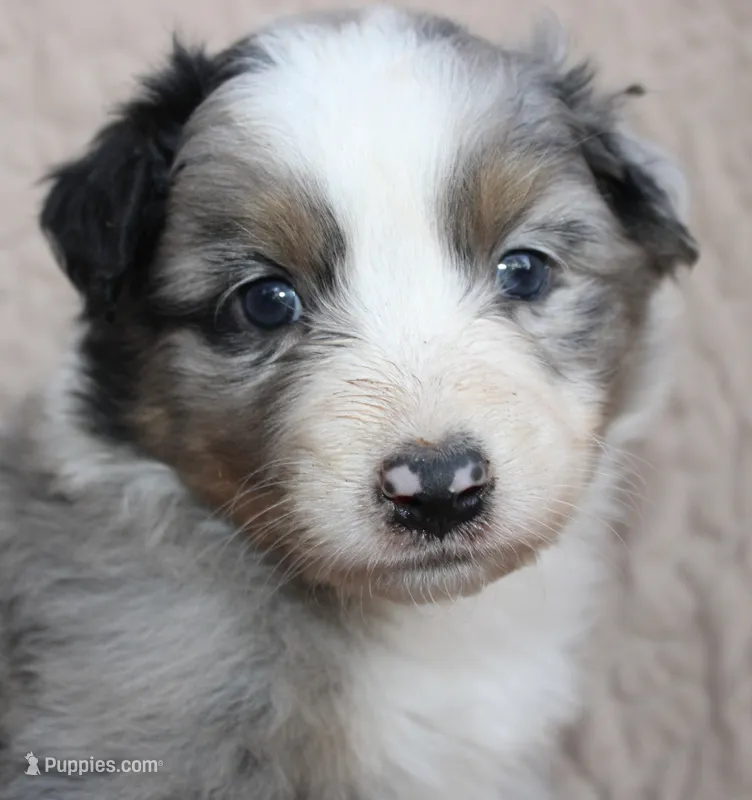 Tostito – Australian Shepherd puppy for sale in Laurel, MS