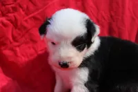 Muncho, a female Australian Shepherd for sale in Laurel, MS – 6 of 7