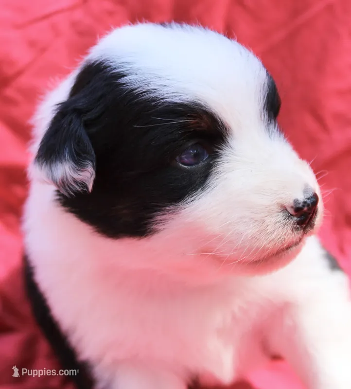 Taki – Australian Shepherd puppy for sale in Laurel, MS