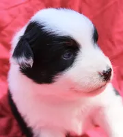 Taki, a female Australian Shepherd for sale in Laurel, MS – 1 of 8