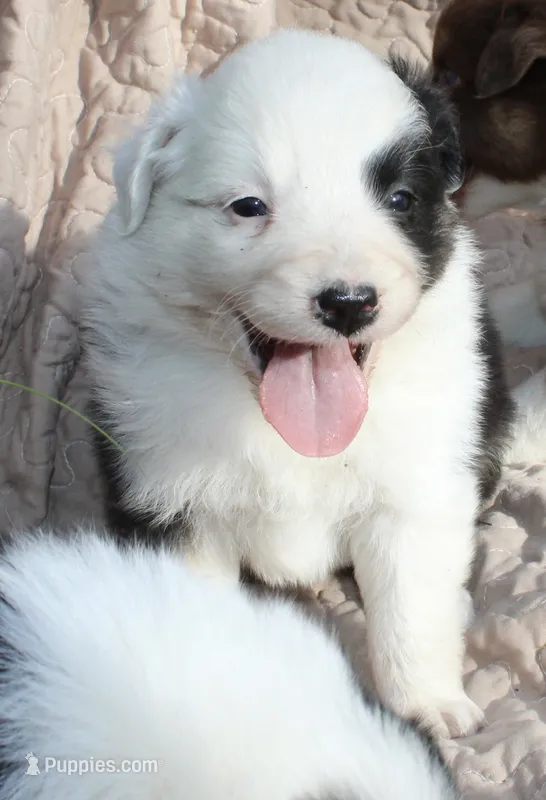 Pringles – Australian Shepherd puppy for sale in Laurel, MS